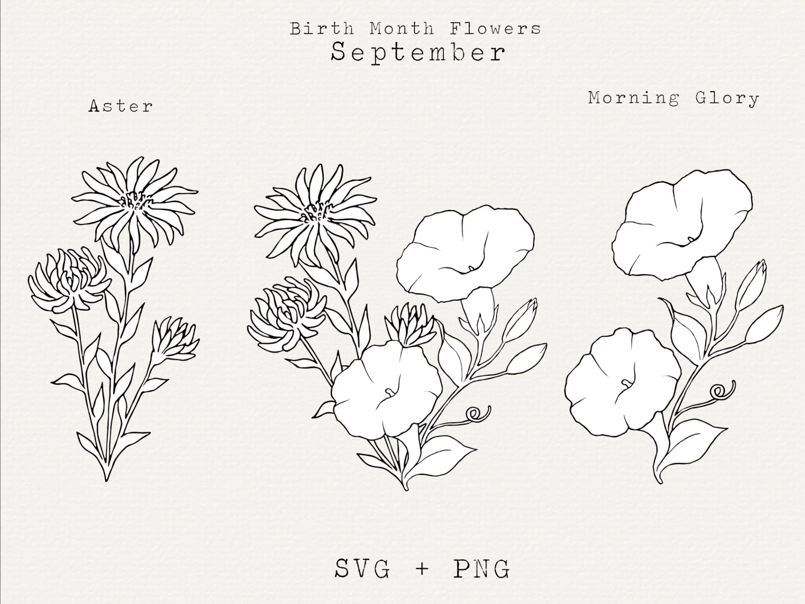 27 Classic Aster And Morning Glory Tattoo Creativity