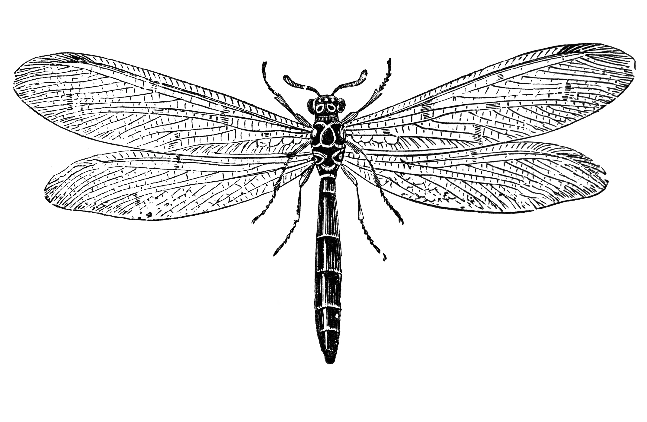 29 Mystic Significance Of Dragonfly Tattoo For Change